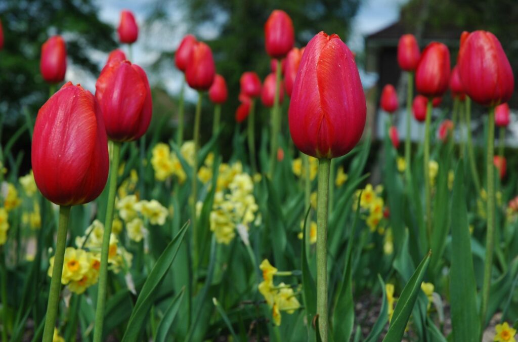 Vibrant Red Tulips Close-Up: Springtime Flowerbed Wallpaper