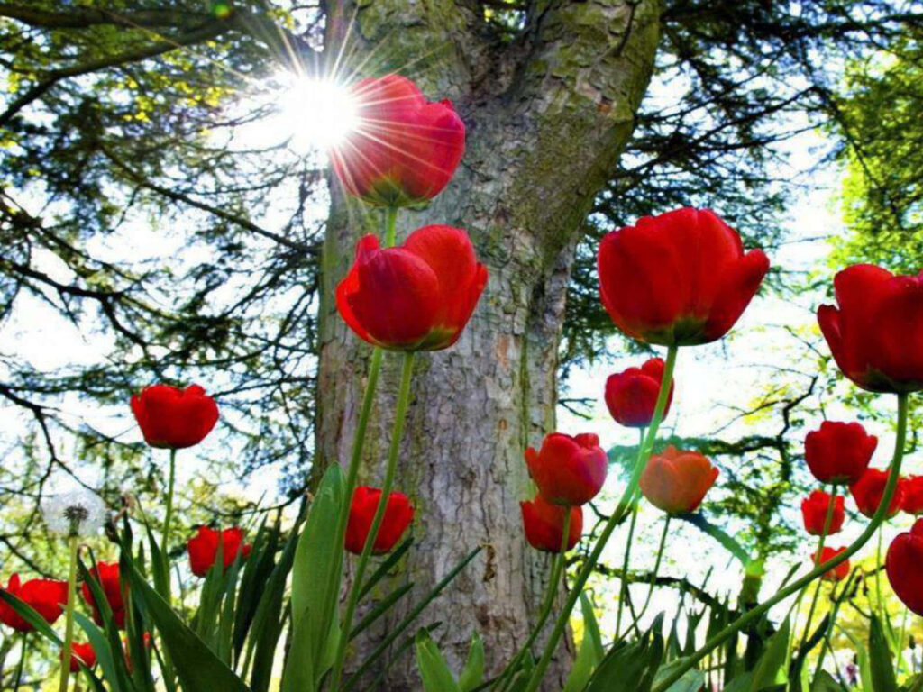 Vibrant Red Tulips in Sunlight Against Lush Greenery Background Wallpaper