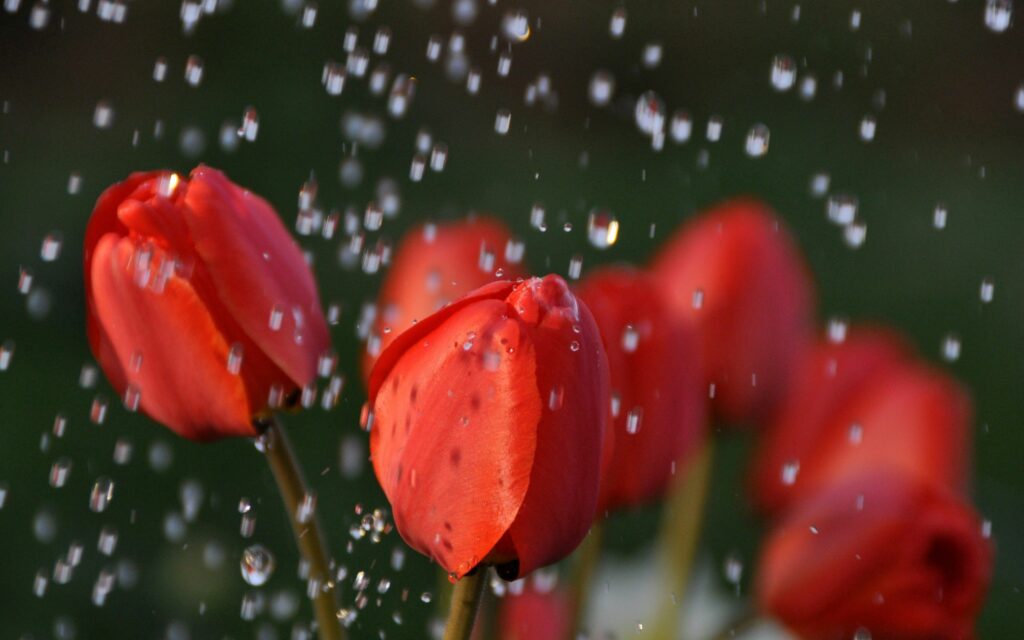 Vibrant Red Tulips Wallpaper with Water Droplets on Natural Background