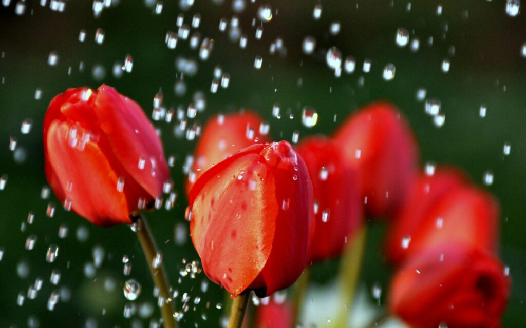 Vibrant Red Tulips with Dewdrops: Fresh Floral Wallpaper Background