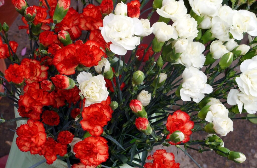 Vibrant Red & White Carnation Wallpaper: Elegant Floral Background