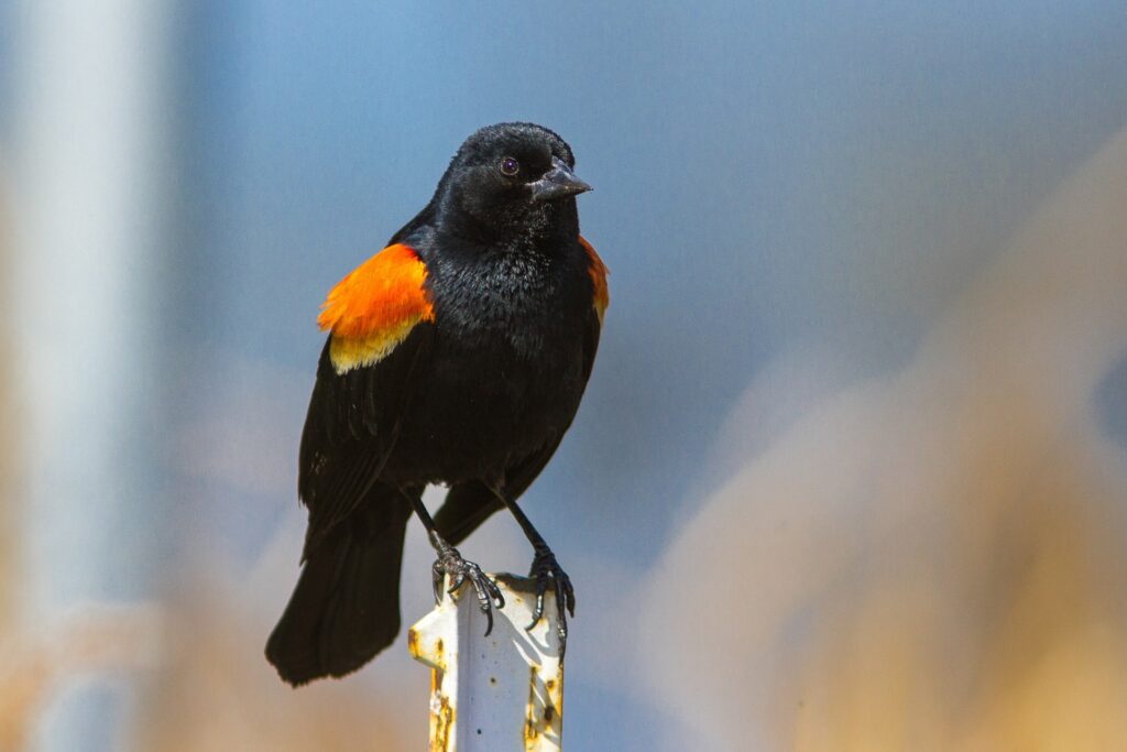 Vibrant Red-Winged Blackbird Wallpaper Against Serene Background