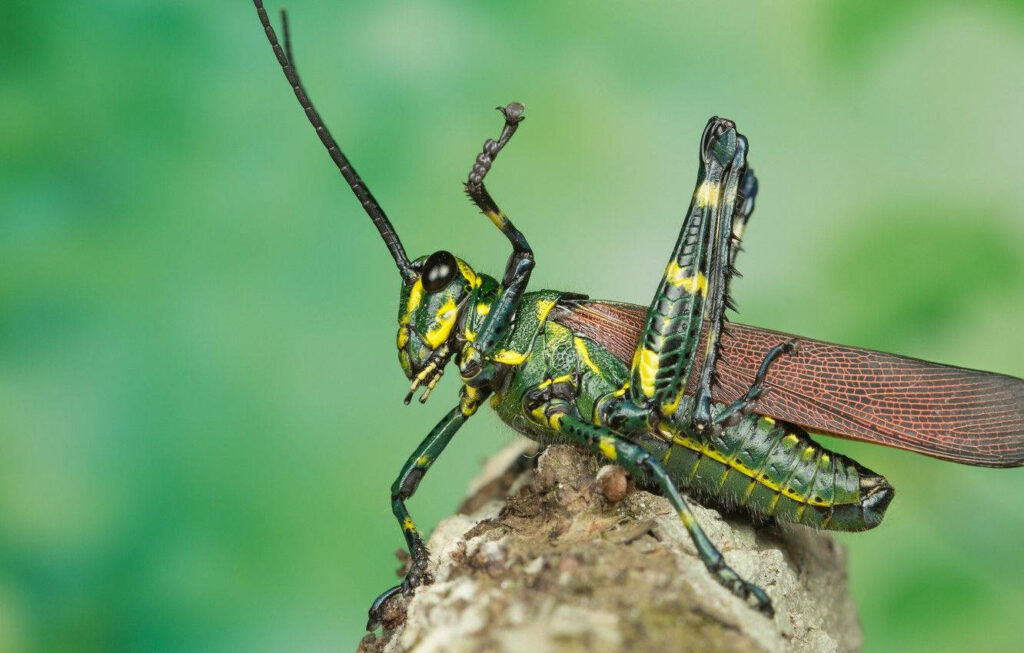 Red-Winged Grasshopper on Branch: Vibrant Nature Wallpaper