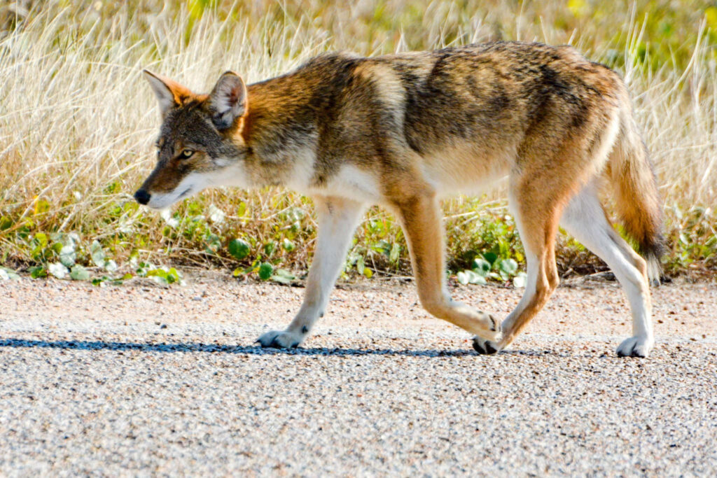 Red Wolf or Coyote on Sunlit Path - Bright Summer Grass Wallpaper