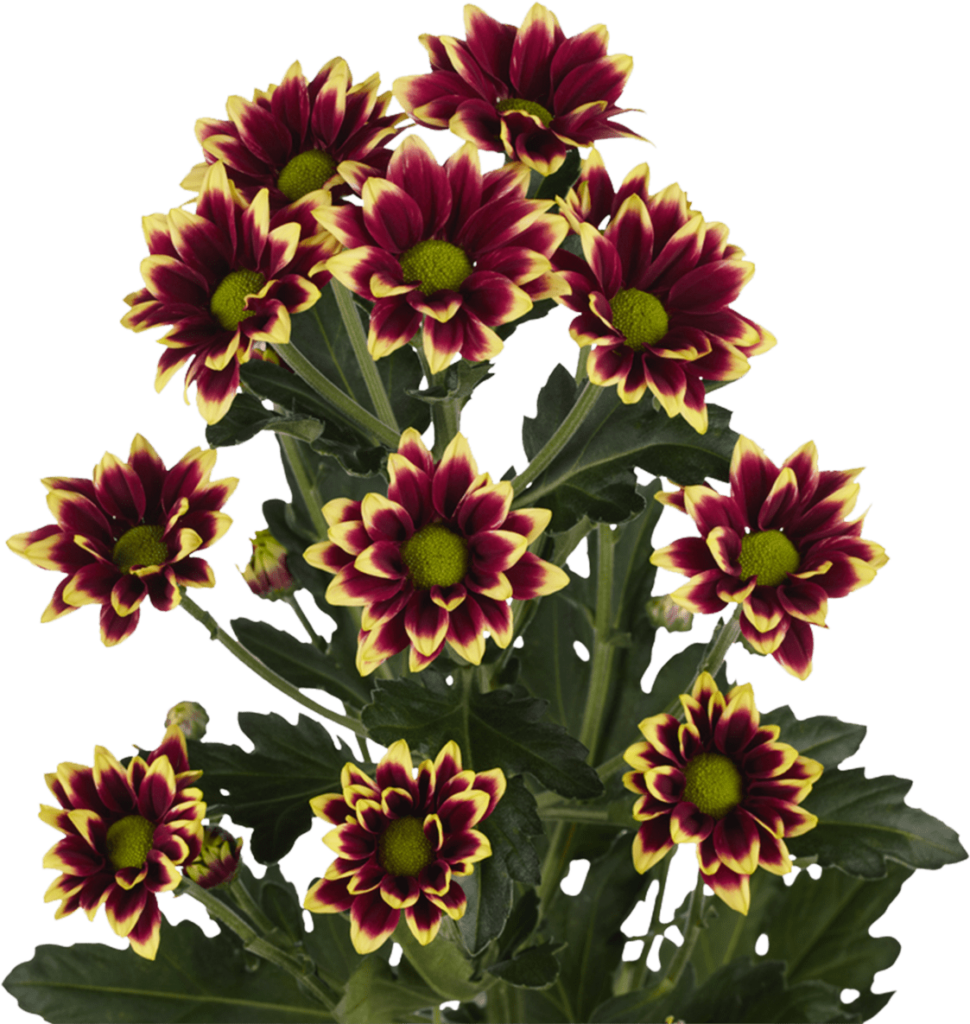 Vibrant Chrysanthemum Wallpaper: Red & Yellow Bouquet Background