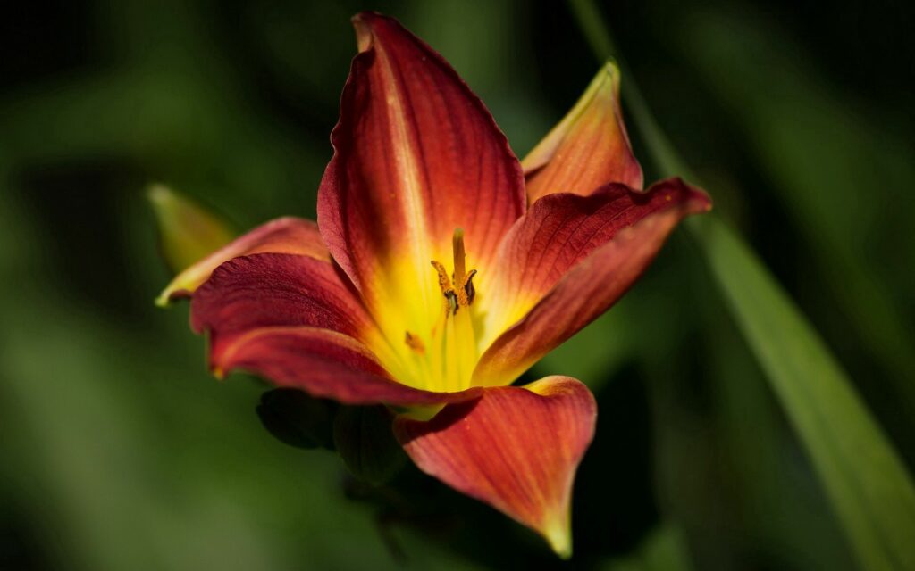 Vivid Red and Yellow Flower Close-Up - Stunning Wallpaper Background