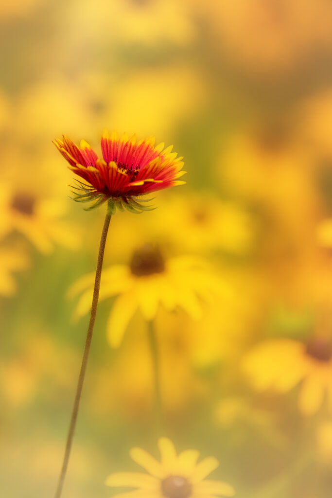 Vibrant Red & Yellow Flower Wallpaper: Dreamy Floral Background