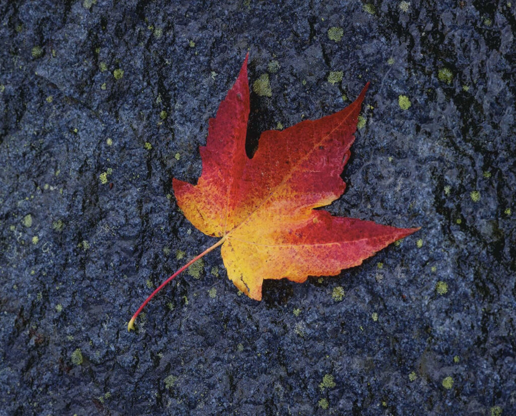 Vibrant Maple Leaf Wallpaper: Stunning Red & Yellow Contrast on Dark Surface
