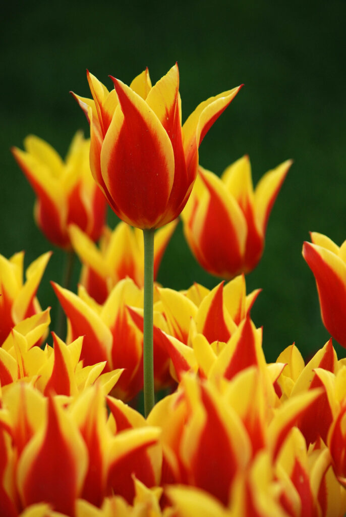 Vibrant Red & Yellow Tulips: Cheerful Floral Background Wallpaper