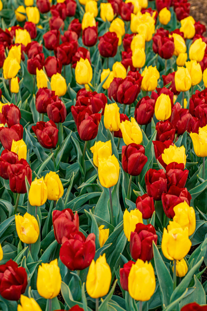 Vibrant Red & Yellow Tulips Wallpaper - Lush Spring Scene Background
