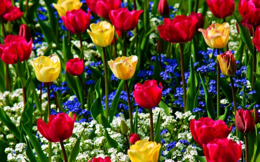Vibrant Red & Yellow Tulips with Blue Forget-Me-Nots Wallpaper