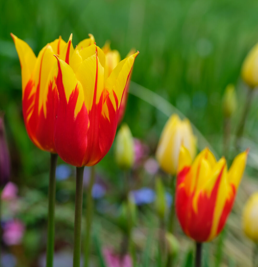 Vibrant Red & Yellow Tulips against Soft Green Background Wallpaper