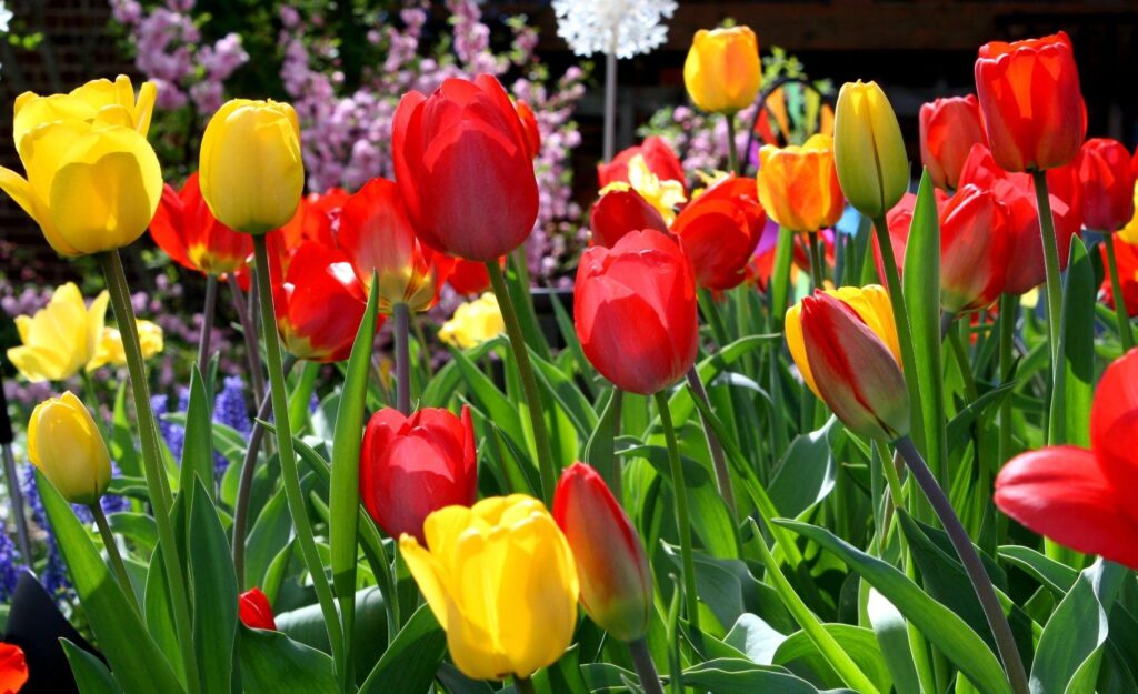 Vibrant Red & Yellow Tulips Wallpaper: Spring Floral Background