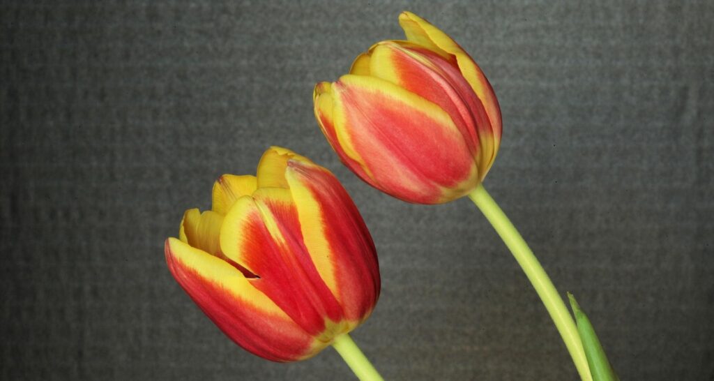 Vibrant Red & Yellow Tulips on Textured Gray Background Wallpaper