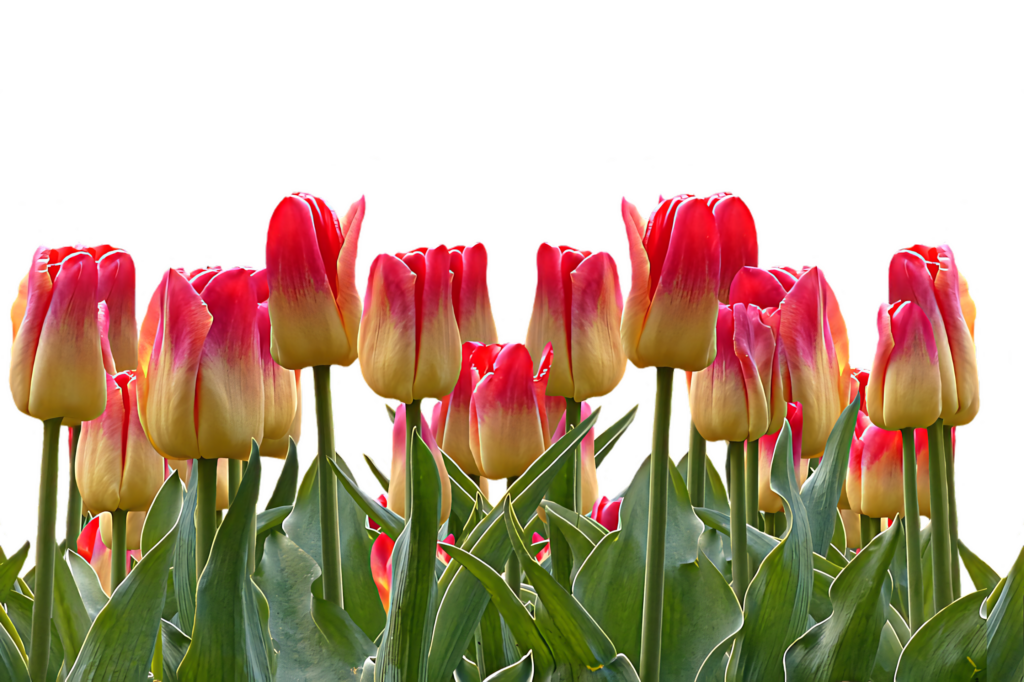 Vibrant Red & Yellow Tulips on Transparent Background Wallpaper