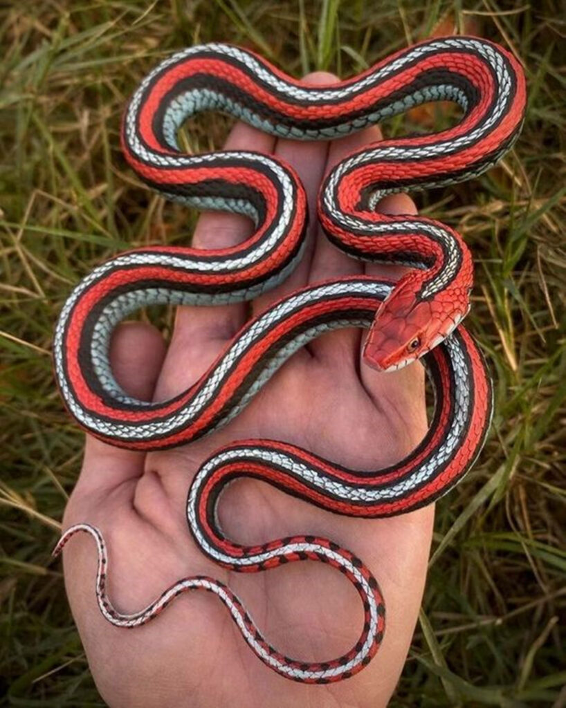 Vibrant Red & Black Garter Snake Wallpaper on Hand with Grass