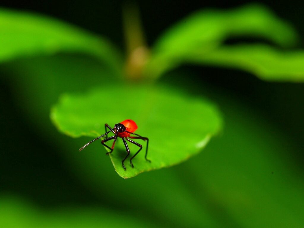 Vibrant Red & Black Insect Close-Up on Lush Green Leaf Wallpaper