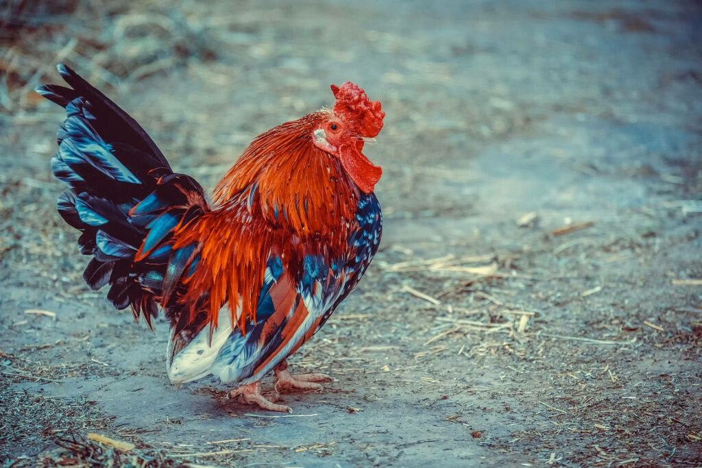 Vibrant Red & Black Rooster Wallpaper on Rustic Path Background
