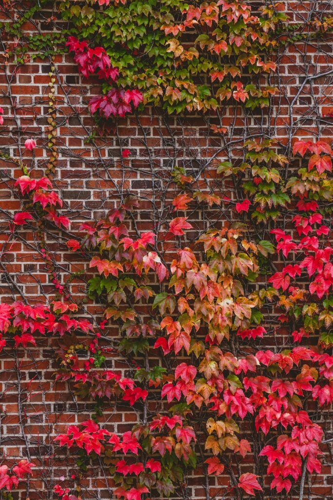 Vibrant red and green autumn foliage climbing rustic brick wall with twisting branches texture Wallpaper