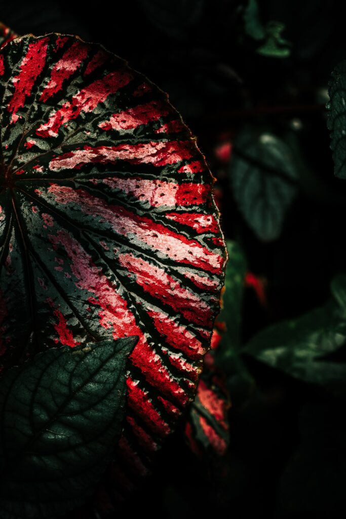 Vibrant Red & Green Leaf Macro: Textured Wet Surface Wallpaper