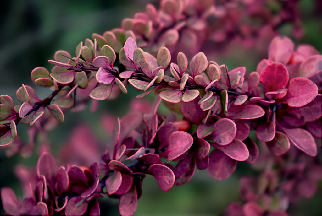 Macro close-up of vibrant red and green plant leaves with detailed textures and soft background blur Wallpaper