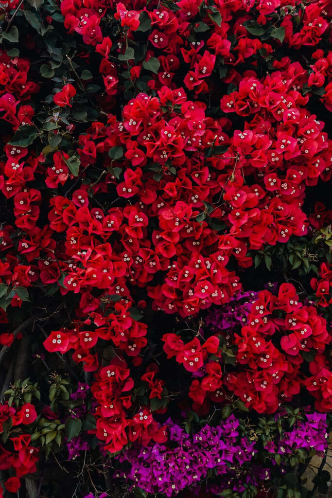 Vibrant Red and Purple Flower Wallpaper: Captivating Floral Background