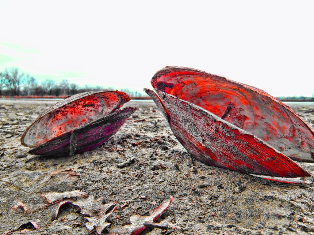 Vibrant red and purple seashells on sandy beach with textured shells and blurred shoreline background Wallpaper
