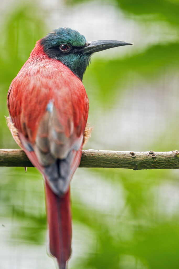 Vibrant Red and Teal Bird Wallpaper on Serene Green Background