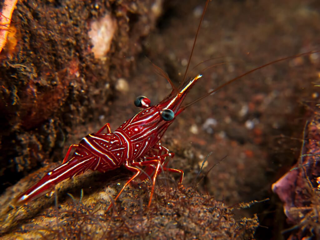 Vibrant red and white striped cleaner shrimp on rugged rock underwater detailed marine scene Wallpaper