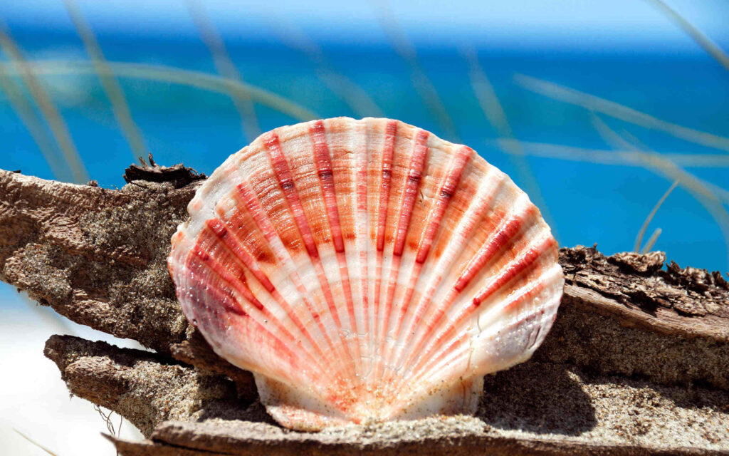 Vibrant red and white cockle seashell on sunlit beach sand with driftwood and blue ocean background Wallpaper