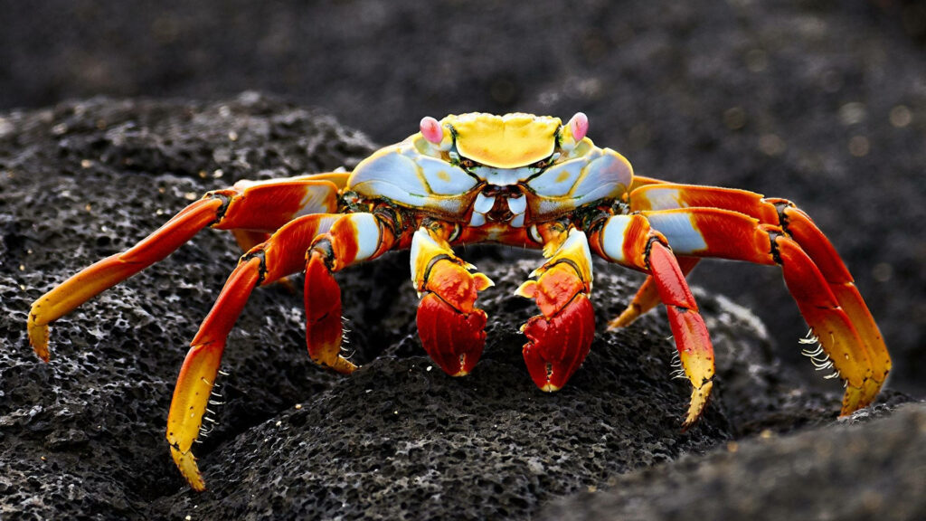 Vibrant red and white crab on black rocks detailed textures marine wallpaper background image