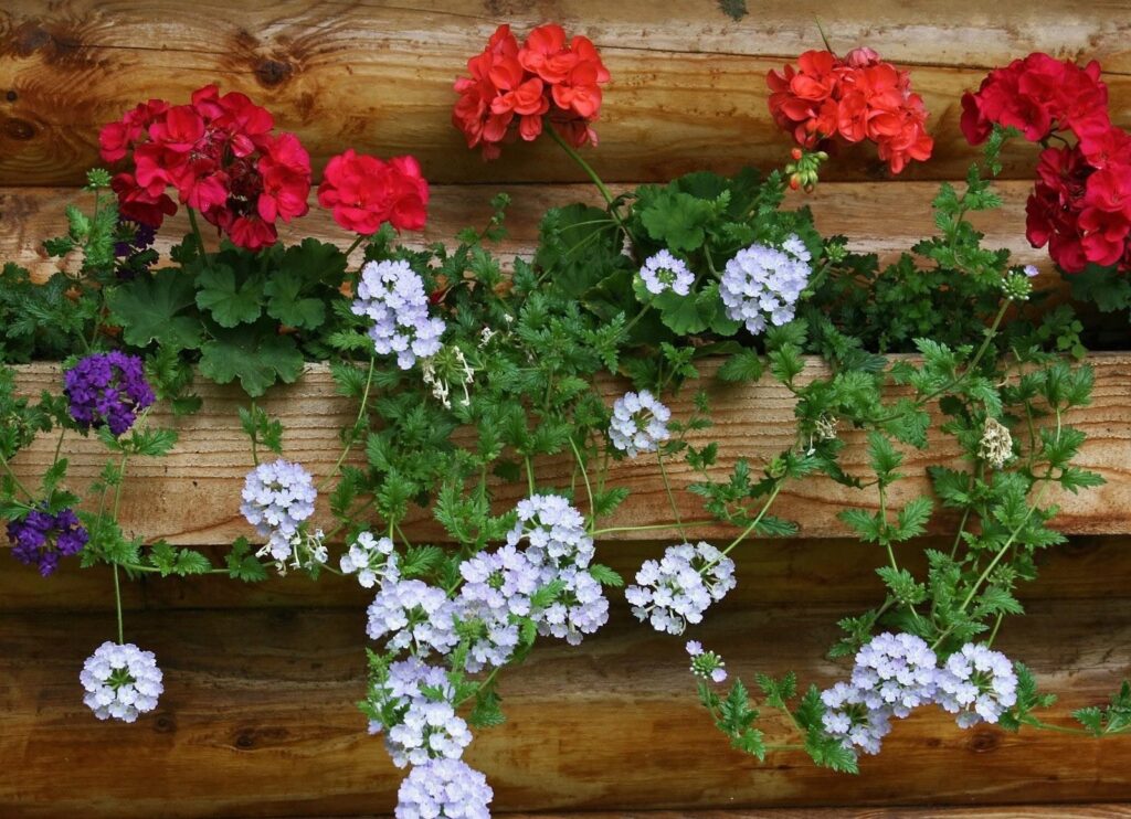 Vibrant Red & White Geraniums on Rustic Wood Wall - Charming Background Wallpaper
