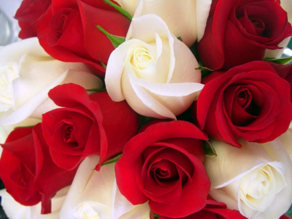 Close-up of vibrant red and white roses bouquet wallpaper with delicate velvet petals texture