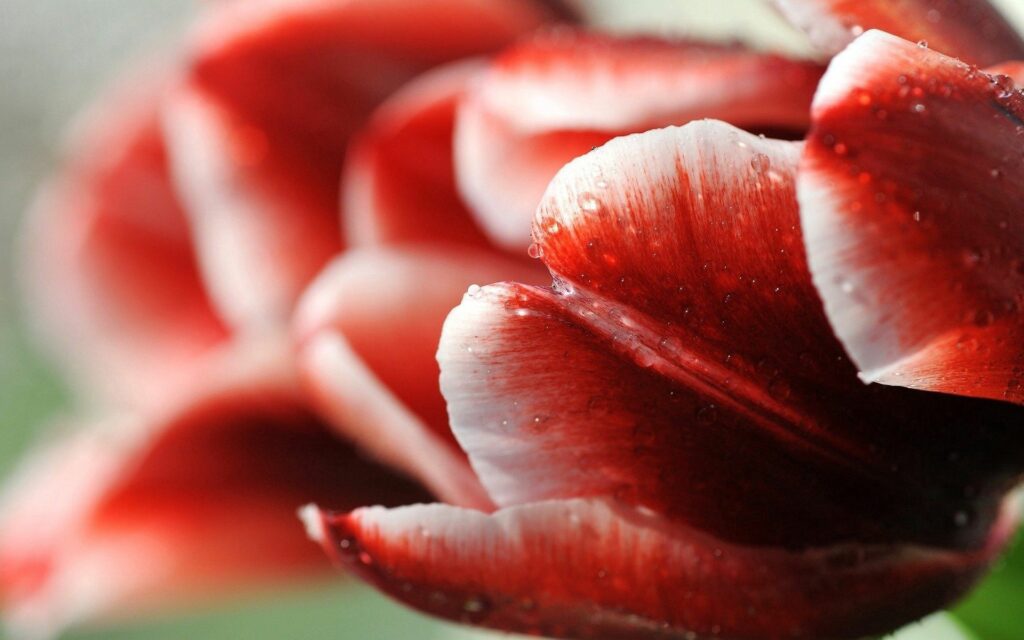 Stunning Red & White Striped Tulip with Dew - Wallpaper Background