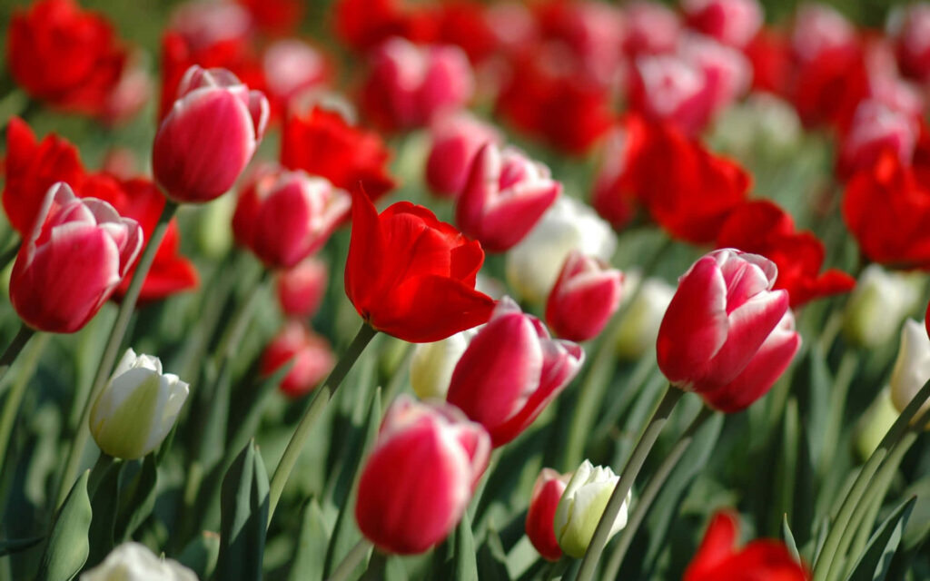 Vibrant Red and White Tulip Wallpaper – Refreshing Floral Background