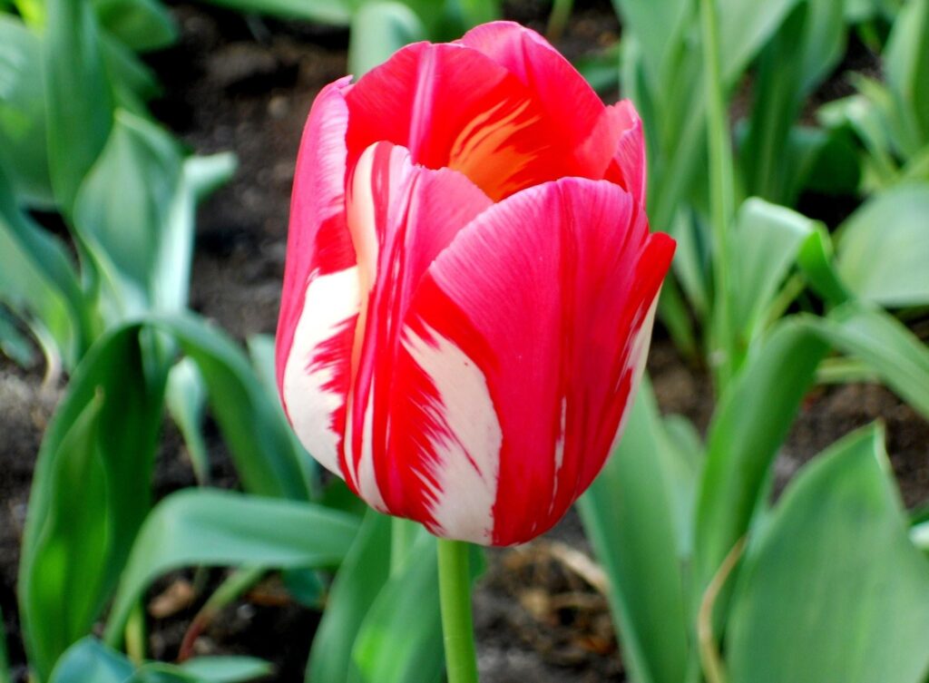 Vibrant Red & White Tulip in Bloom Against Green Background Wallpaper