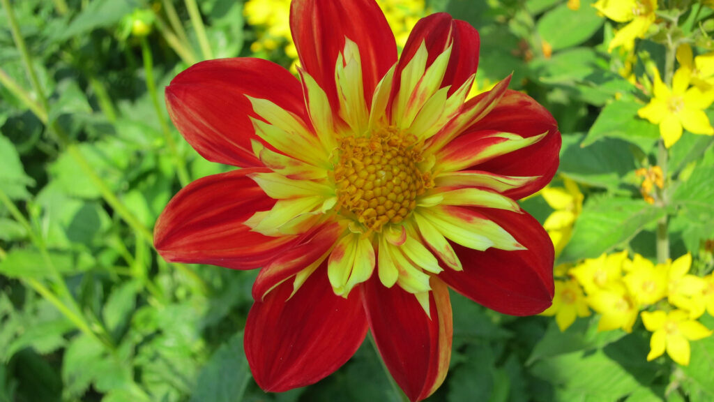 Vibrant red and yellow Dahlia flower with detailed petals on lush green floral wallpaper background