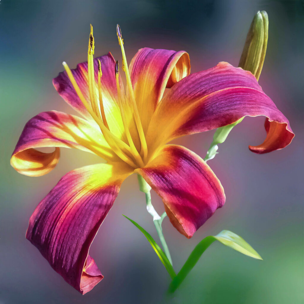 Vibrant Red & Yellow Flower Wallpaper for Android Devices
