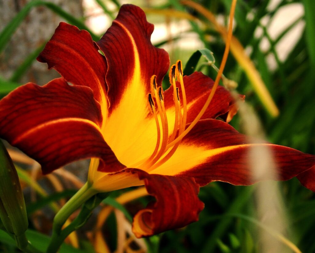 Vibrant Red & Yellow Lily Macro Shot - Stunning Floral Wallpaper