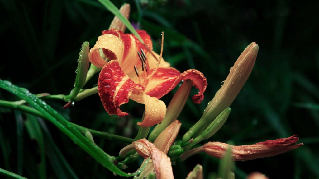 Close-Up of Red & Yellow Lily with Water Droplets on Green Background Wallpaper