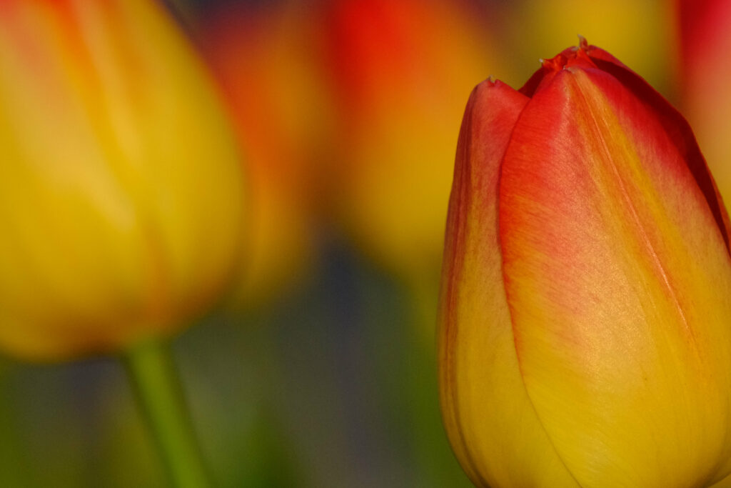 Vibrant Macro Tulip Wallpaper: Red & Yellow Petals Close-Up