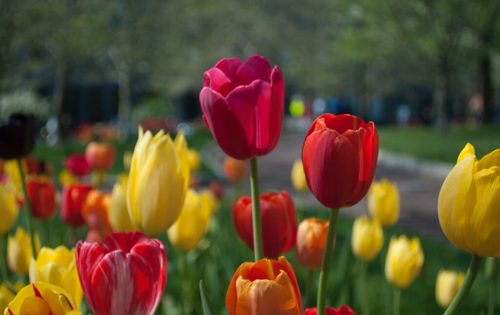 Vibrant Red & Yellow Tulip Wallpaper with Blurred Background