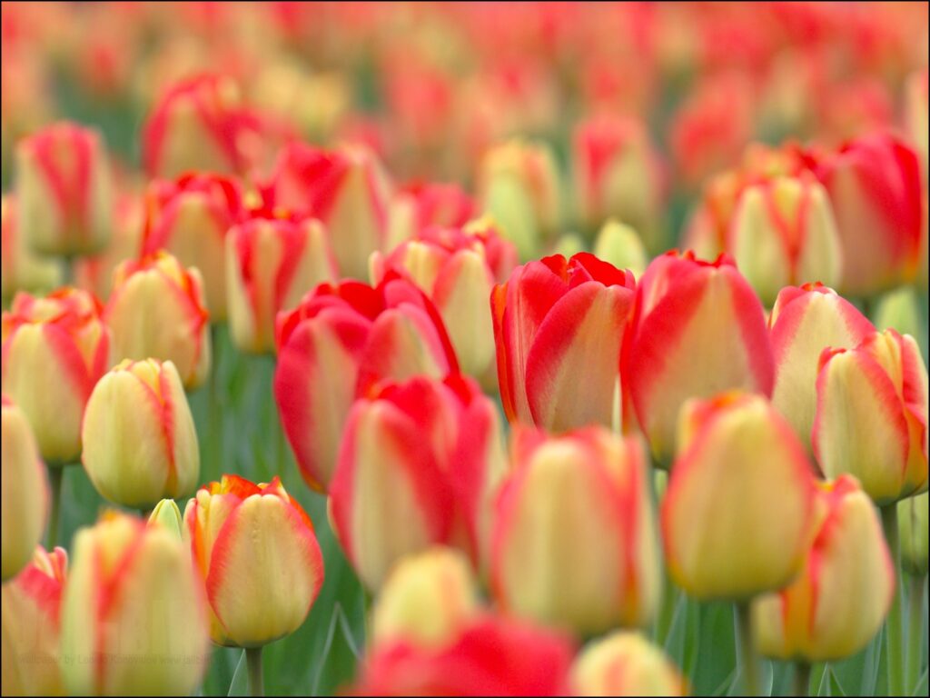 Stunning Red & Yellow Tulip Field: A Close-Up of Nature's Beauty Wallpaper