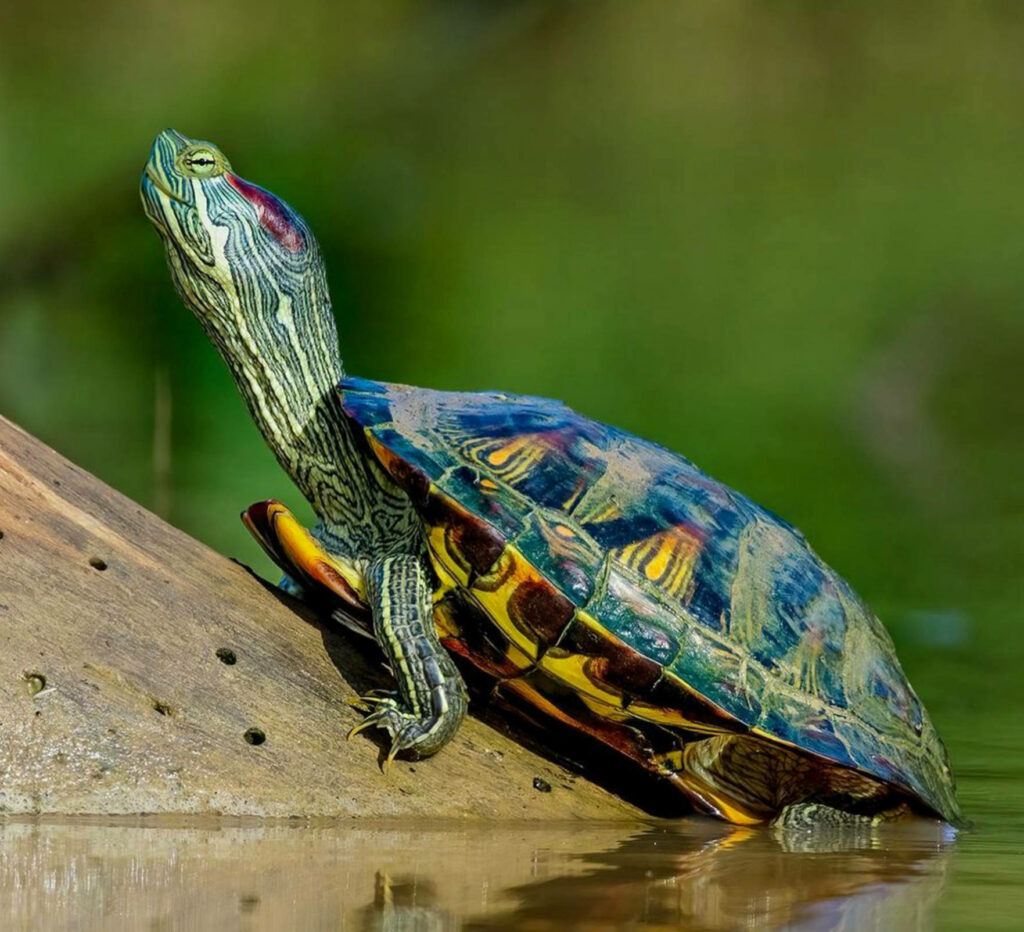 Vibrant Red-eared Slider Turtle Basking on Rock in Nature Background Wallpaper