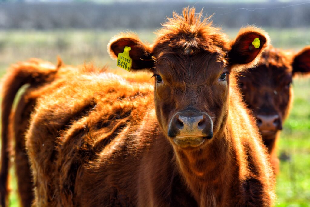 Close-Up of a Reddish-Brown Cow in Vibrant Green Pasture Wallpaper