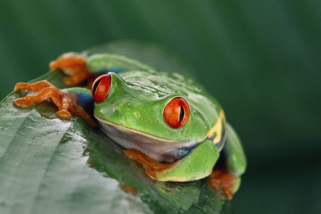 Red-eyed Tree Frog on wet tropical leaf vibrant green skin bright orange eyes and feet macro wallpaper
