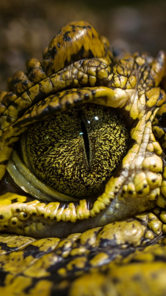 Close-Up Reptile Eye Wallpaper: Intricate Patterns & Vibrant Greens