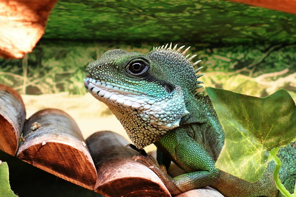 Colorful Lizard Wallpaper: Vibrant Reptile in Nature's Setting