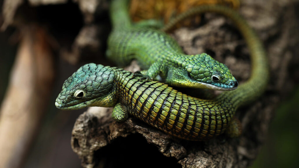Vibrant Reptiles on Textured Leaves: Colorful Nature Wallpaper