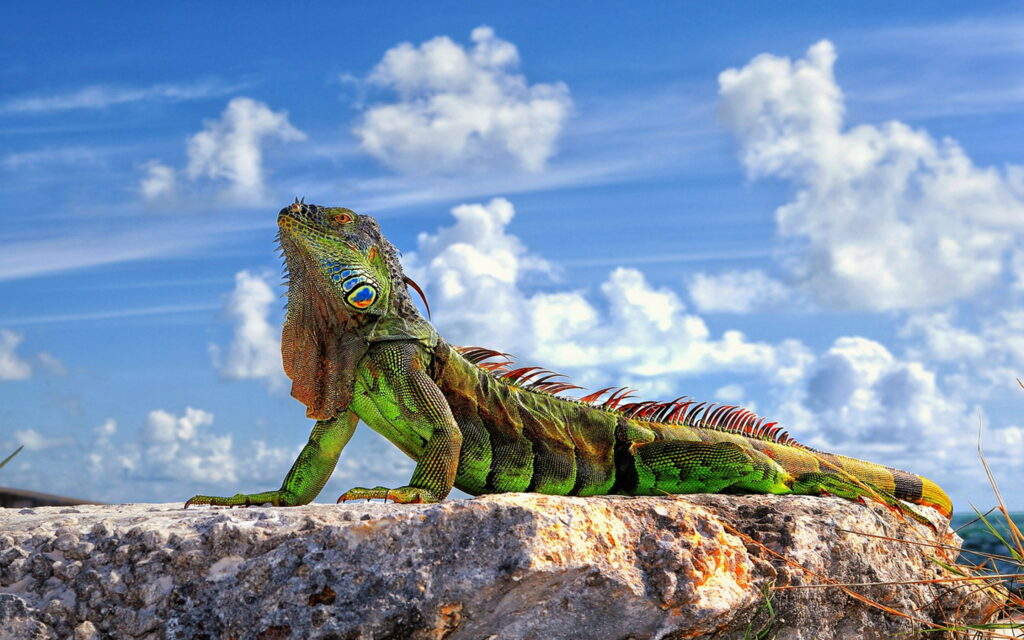Rainbow Scales: A Colorful Iguana Lizard Wallpaper for Your Desktop and Tablet Screen! (2880x1800 QHD photo)